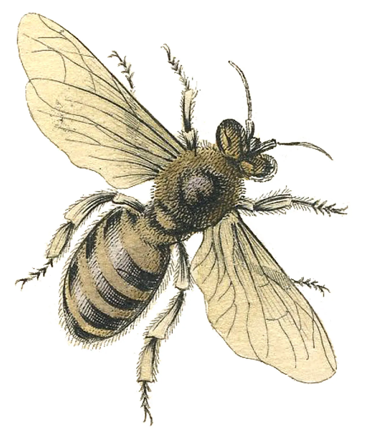 MELLIS - Natural Botanical Perfume - The Honey Water
