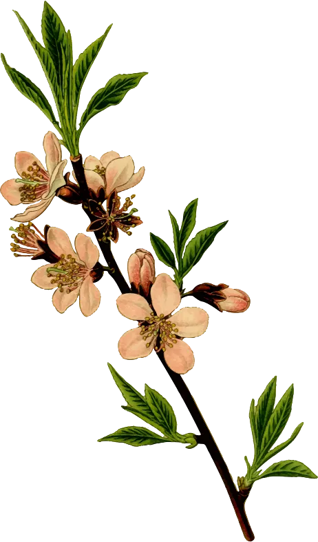 MELLIS - Natural Botanical Perfume - The Honey Water
