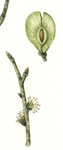 SAMARA - Natural Botanical Perfume - The Unfurling of Spring